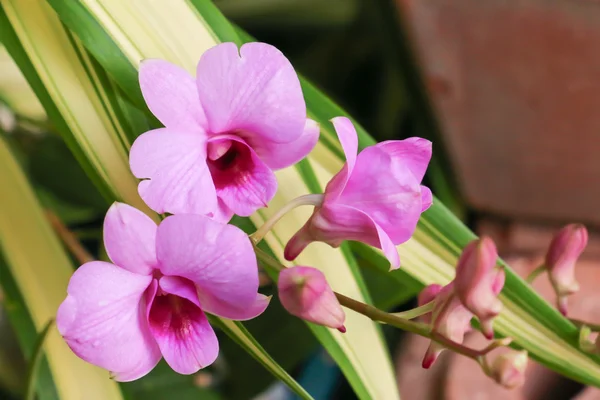 Pink orchid 79 — Stockfoto