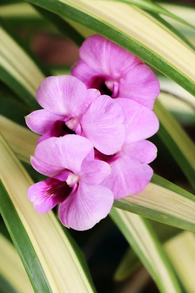 Pink orchid 77 — Stockfoto