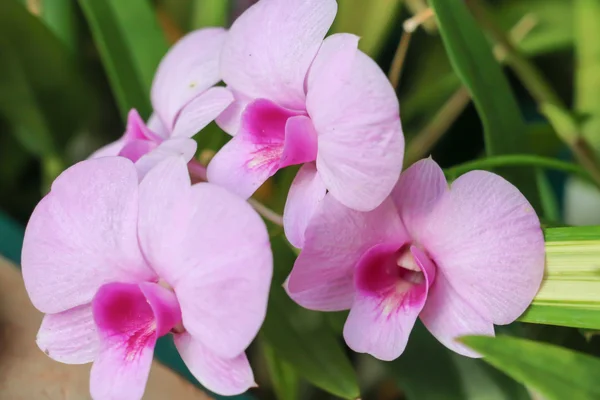 Pink orchid 76 — Stockfoto