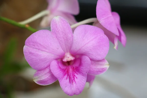 Pembe orkide 75 — Stok fotoğraf