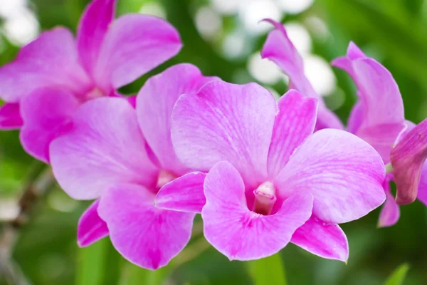 Pink orchid 74 — Stockfoto