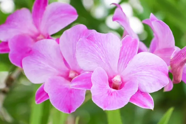 Pink orchid 73 — Stockfoto