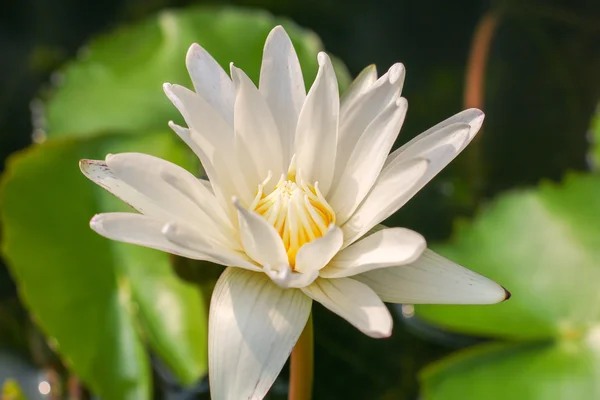Lotus en zon licht 51 — Stockfoto