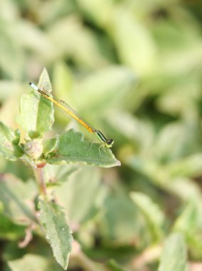 yeşil yusufçuk 2594