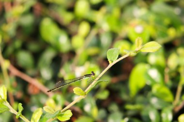 yeşil yusufçuk 2620