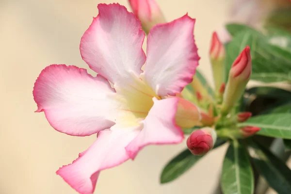 Desert rose 12 — Stockfoto