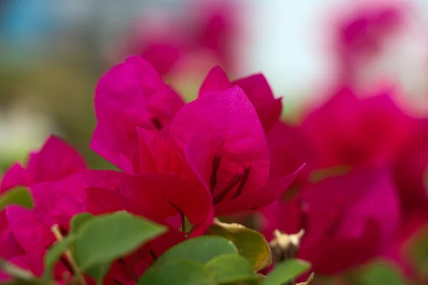 Рожева квітка 11 — стокове фото