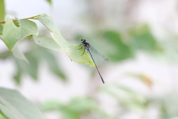 Zwarte dragonfly 2443 — Stockfoto