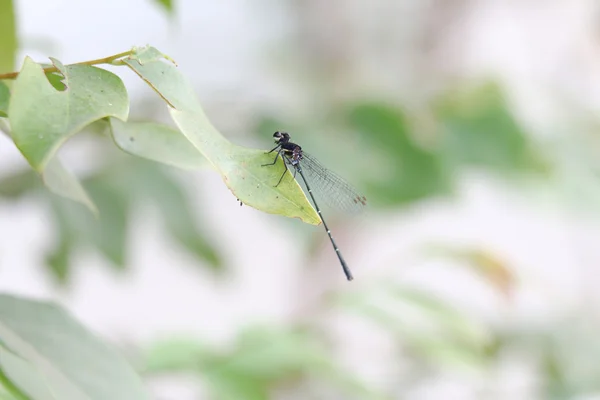 Libélula negra 2443 — Foto de Stock