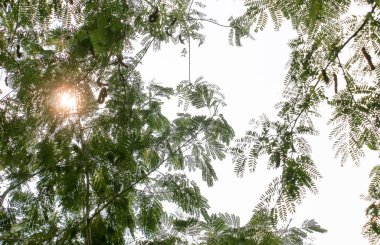 güneş ışığı 150