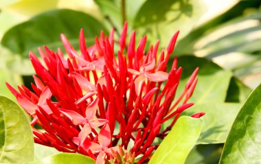 kırmızı çiçek 2974