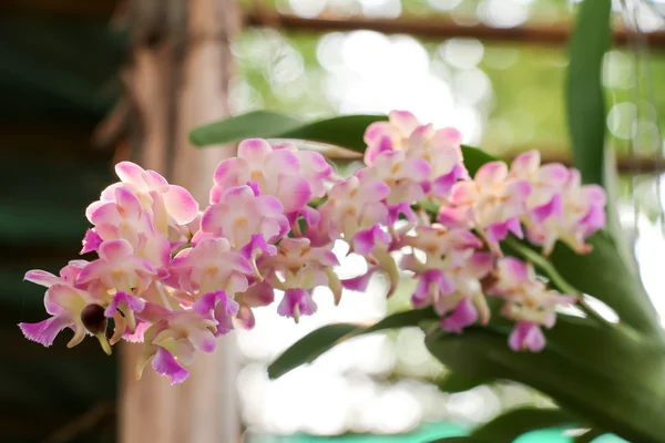 Pink orchid 153 — Stockfoto