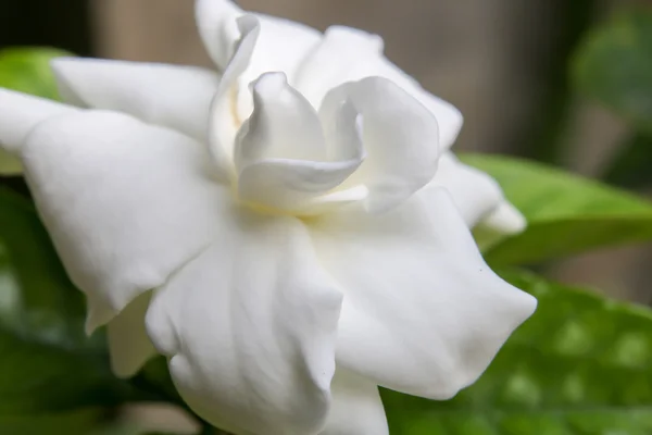 Weiße Blume 2836 — Stockfoto