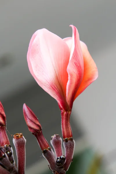 Рожева квітка 2846 — стокове фото