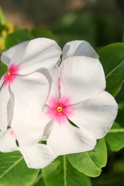 Beyaz çiçek 2964 — Stok fotoğraf