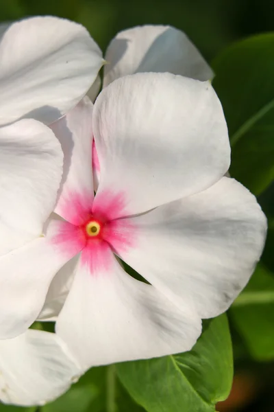 Flor blanca 2967 — Foto de Stock