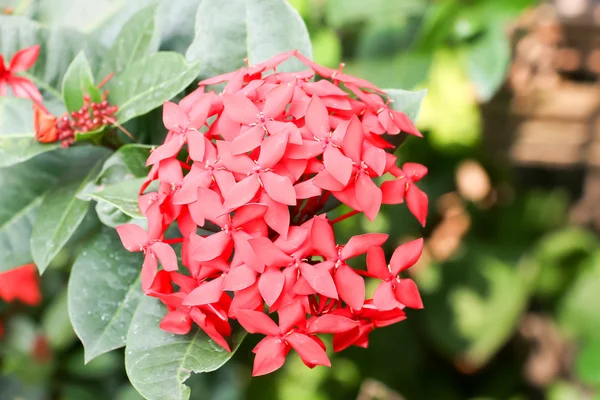 Rode bloem 2 — Stok fotoğraf