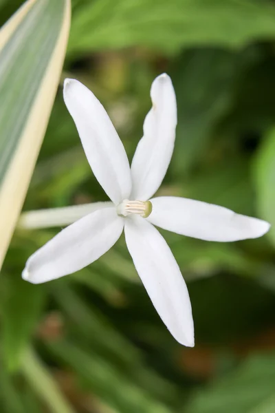 白い花 2986 — ストック写真