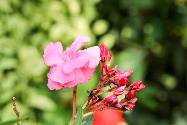 Рожева квітка 3003 — стокове фото