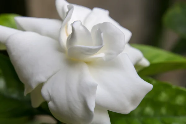 Bílý květ 2835 Royalty Free Stock Fotografie