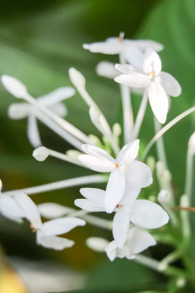 Fleur blanche 3007 — Photo