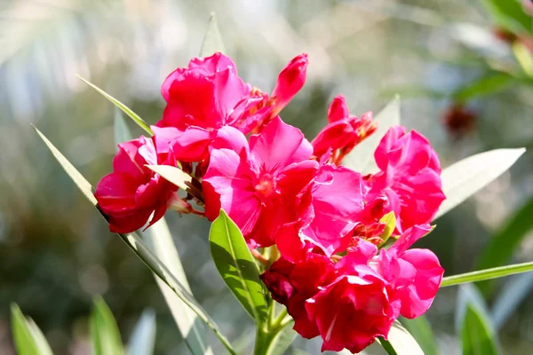Червона квітка 3009 — стокове фото