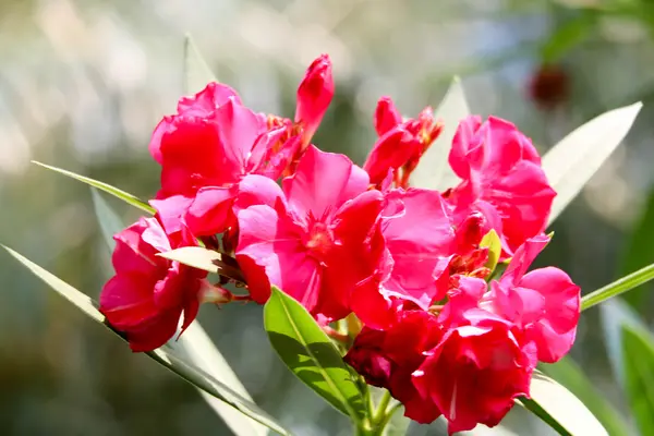 Червона квітка 3012 — стокове фото
