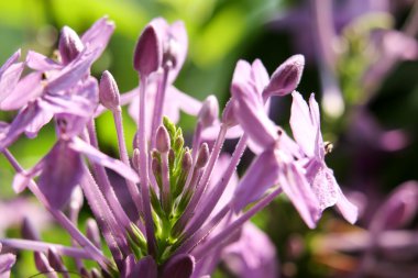 Pembe çiçek ve yeşil yaprak 3032