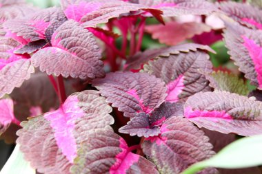 münzevi mix arka plan 3044