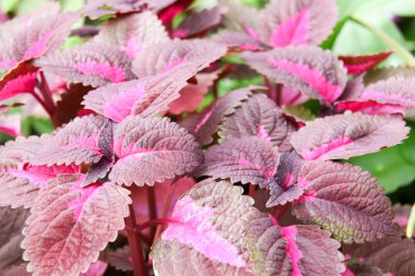 münzevi mix arka plan 3048