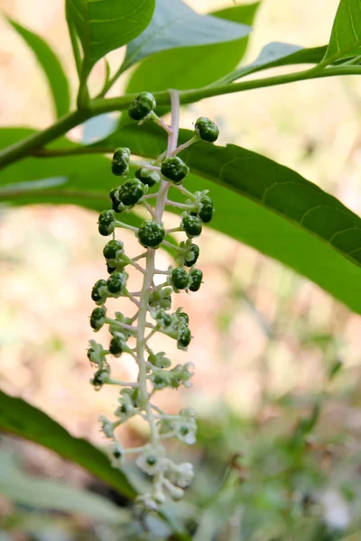 Flor verde 3085 — Foto de Stock