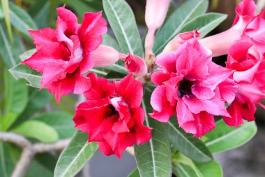 Kırmızı çöl arka plan 3156 gül