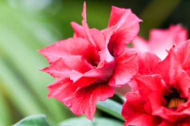 Kırmızı çöl arka plan 3171 gül