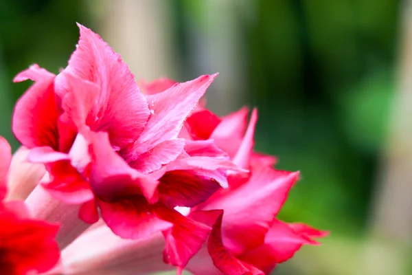 Red desert rose background 3170 — Stock Photo, Image