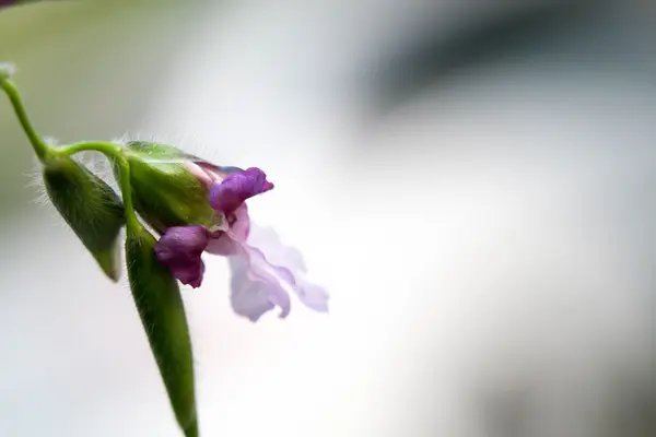 紫色花背景3188 — 图库照片