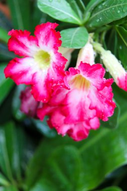 pembe çöl arka plan 3210 gül