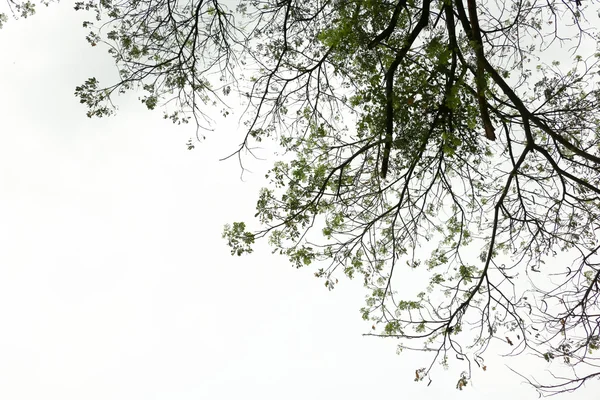 Alto albero vista sfondo 3219 — Foto Stock