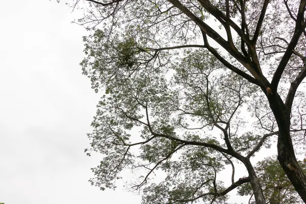 Vista superior del árbol 3218 — Foto de Stock