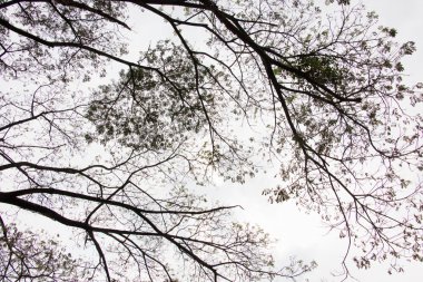 ağaç arka plan 3224 Üstten Görünüm