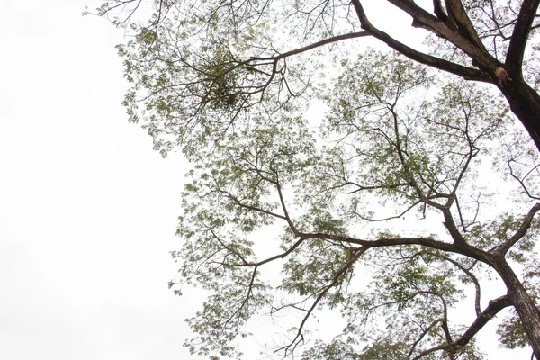 Bovenaanzicht van boom achtergrond 3223 — Stockfoto