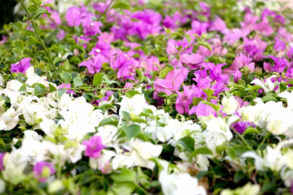 Violet et blanc fleur 3586 — Photo