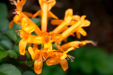 sarı çiçek arka plan 3637