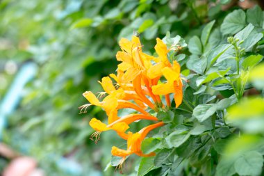 sarı çiçek arka plan 3647