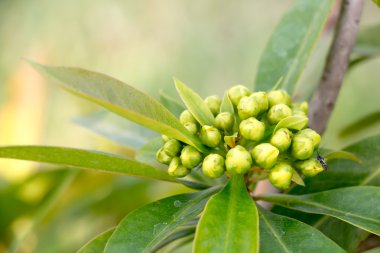 yeşil çiçek arka plan 3662