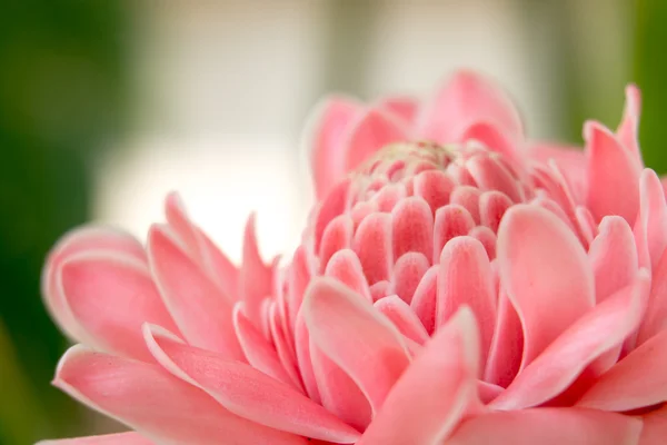 Розовый цветок фон 3619 — стоковое фото