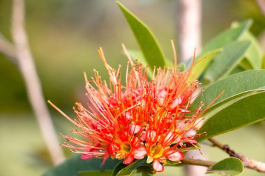 Kırmızı çiçek arka plan 3653