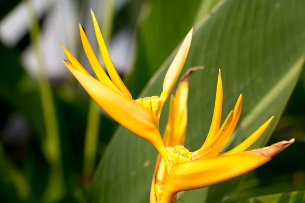 Gele bloem achtergrond 3635 — Stockfoto