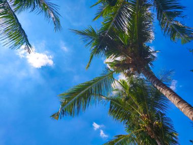 Low-angle view of lush green palm fronds reaching towards a bright, sunny day.