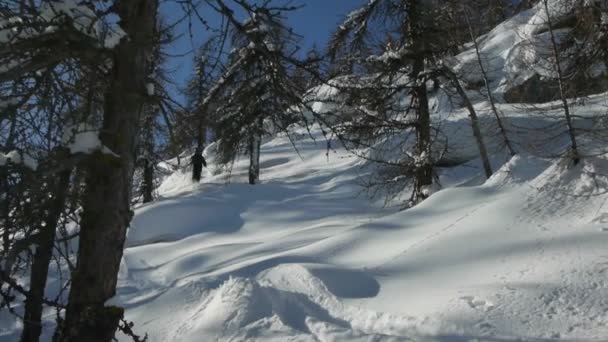 Snålskjuts hopp och skidåkning på pudersnö — Stockvideo