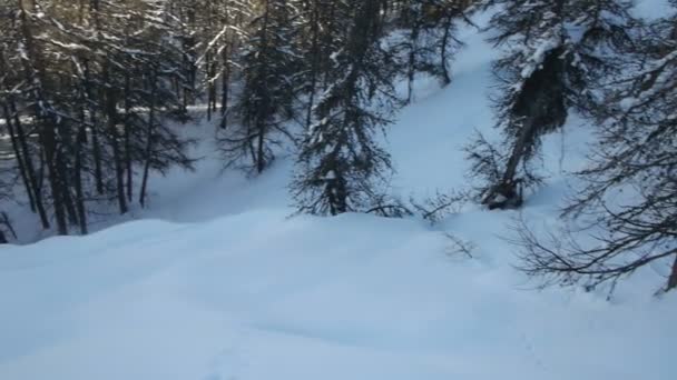 免费搭乘滑雪进了森林 — 图库视频影像